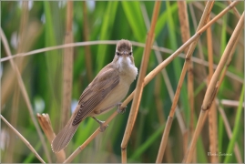 <p>RÁKOSNÍK VELKÝ (Acrocephalus arundinaceus) - Českolipsko --- /Great reed warbler – Drosselrohrsänger/</p>